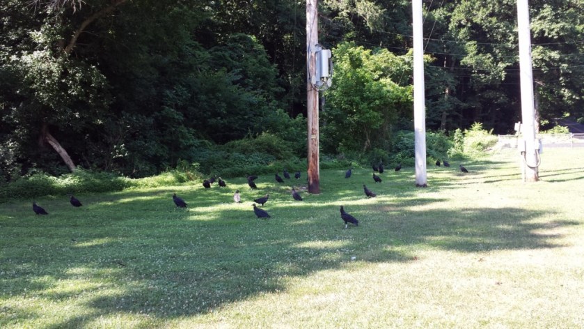A group of vultures at Fisherman's Park