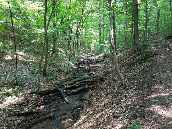Neal Thorpe Trail. The beginning of the trail follows a small creek through a scenic ravine.