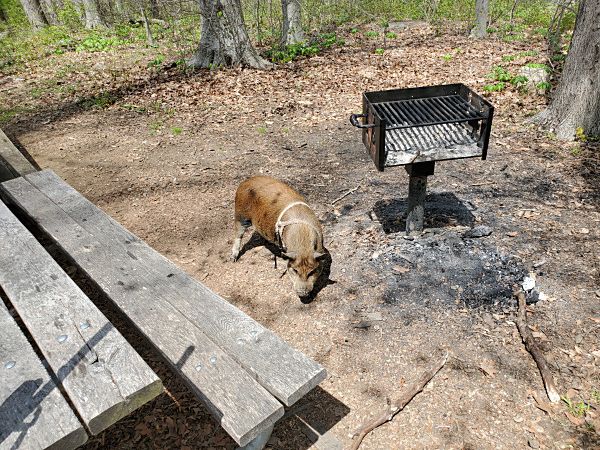 Boss the pig stopped by to say hello. Apparently, I wasn't the only "ham" in the park today.