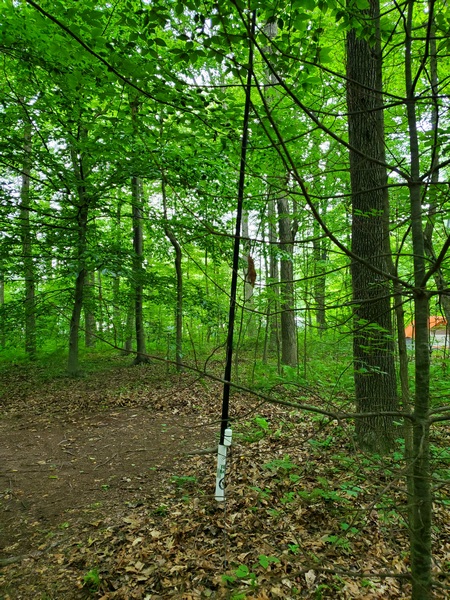 My slightly leaning vertical among the trees