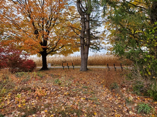 My view of the corn field in Norristown Farm State Park. I could help but think about Stephen King's "Children of the Corn."