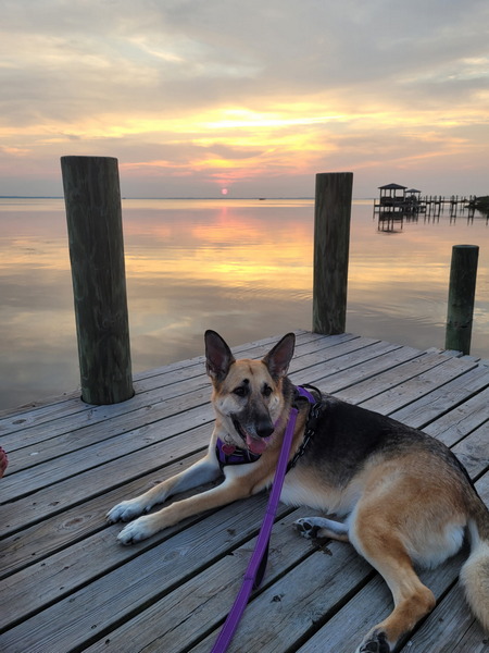 Grand-dog, Belle, enjoying her first trip to the Outer Banks